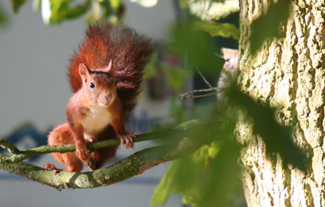 rode eekhoorn op noteboom